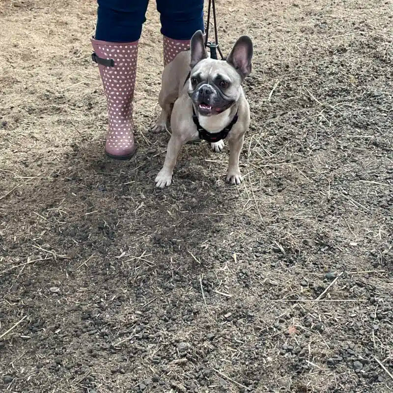 French bulldog wellies clearance